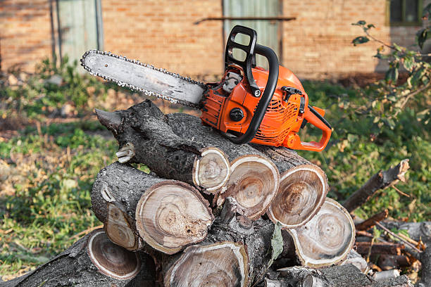 Residential Tree Removal in Cave Springs, AR